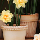 Pots